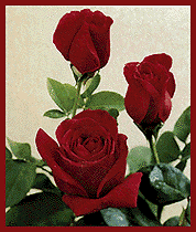 Business Web Pages, Personal Web Pages, Church Web Pages, New Baby Web Pages, Birthday Web Pages, Wedding Websites, Memorial Website, Anniversary Websites, Obituary Webpages 